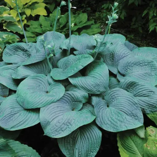 [7724601] Hosta Humpback Whale