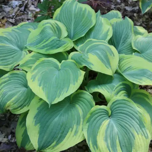 [7731601] Hosta Earth Angel
