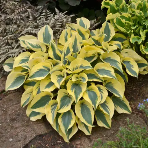 [7739601] Hosta Autumn Frost