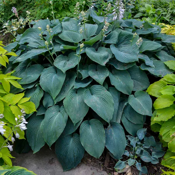hosta dress blues Hosta 'Dress Blues' : r/gardening