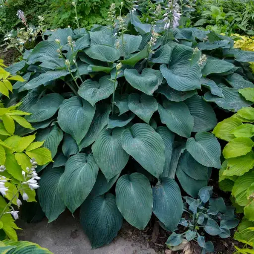 [7742601] Hosta Blue Angel