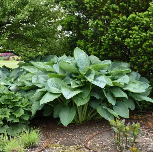 Hosta Empress Wu