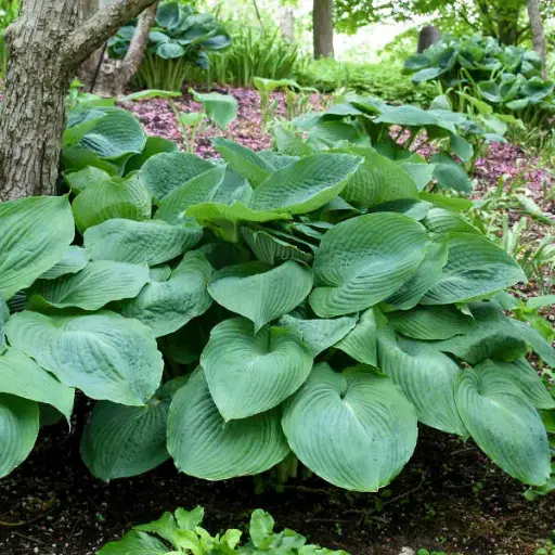 [7747101] Hosta Big Daddy