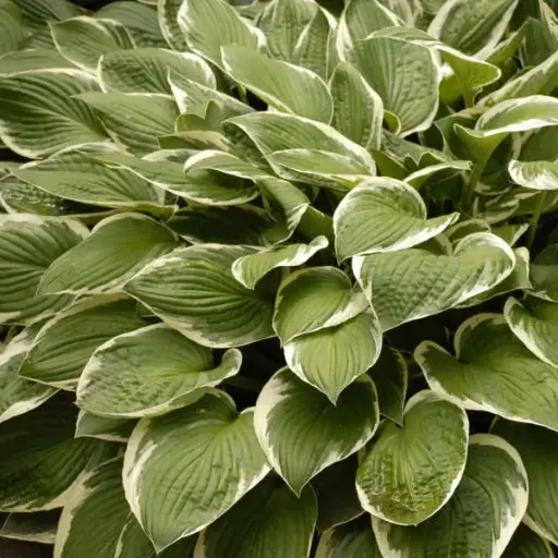 Hosta Francee