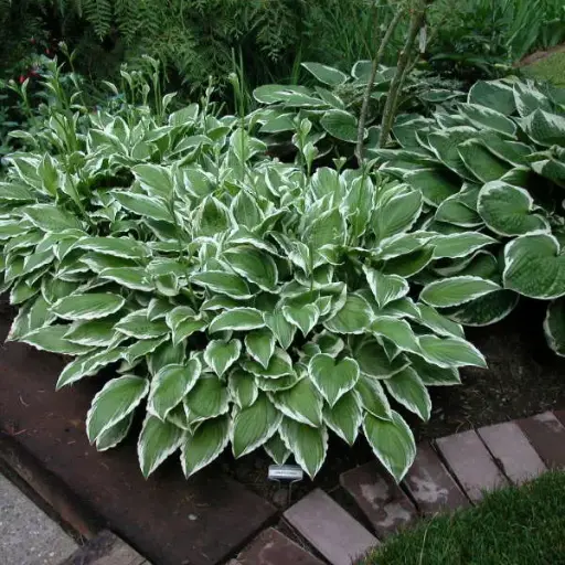 [7754601] Hosta Ginko Craig