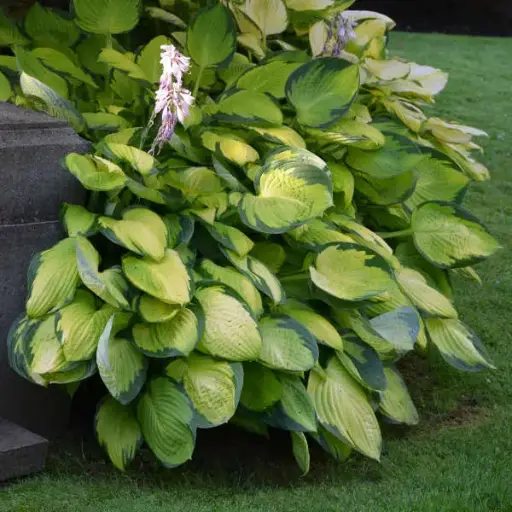 [7755601] Hosta Gold Standard