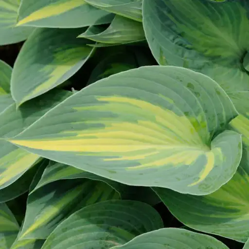 [7758601] Hosta June