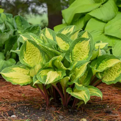 [7760601] Hosta Island Breeze