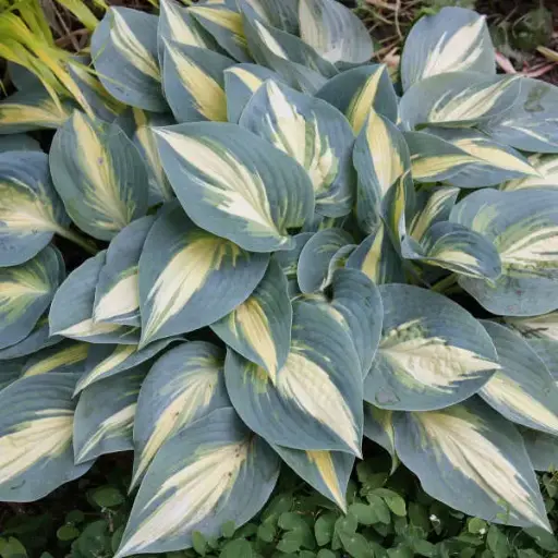 [7761601] Hosta High Society