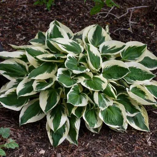 Hosta Patriot