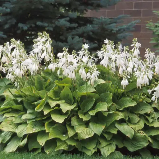 [7764601] Hosta Royal Standard