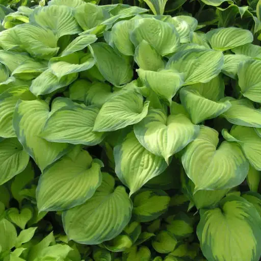[7777601] Hosta Guacamole