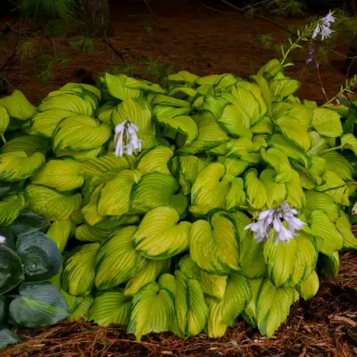[7799601] Hosta Stained Glass