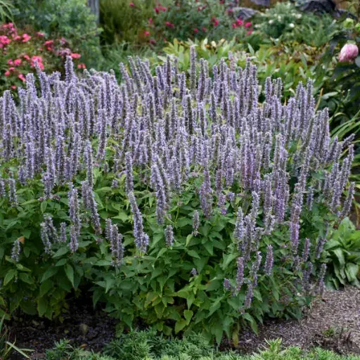 [7805601] Hyssop Blue Fortune
