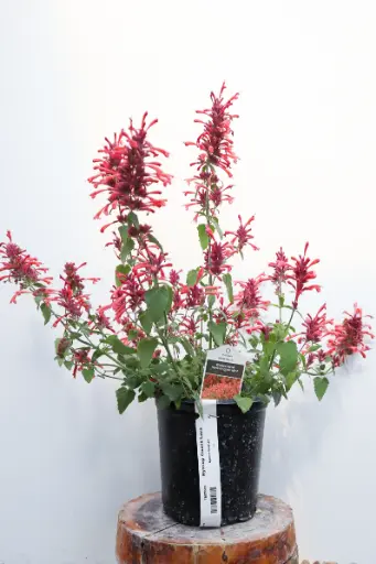 [7807601] Hyssop Guava Lava