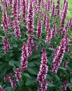 [7809601] Hyssop Beelicious Pink