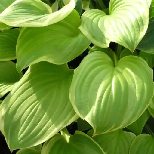 [7819601] Hosta Fragrant Bouquet