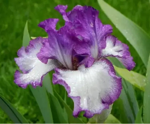 [7822601] Iris Mariposa Autumn