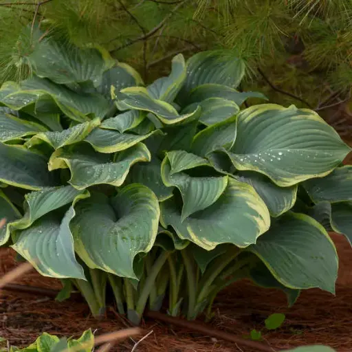 [7827601] Hosta Regal Splendor
