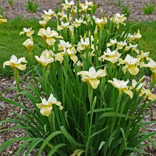 Iris Siberian Butter and Sugar