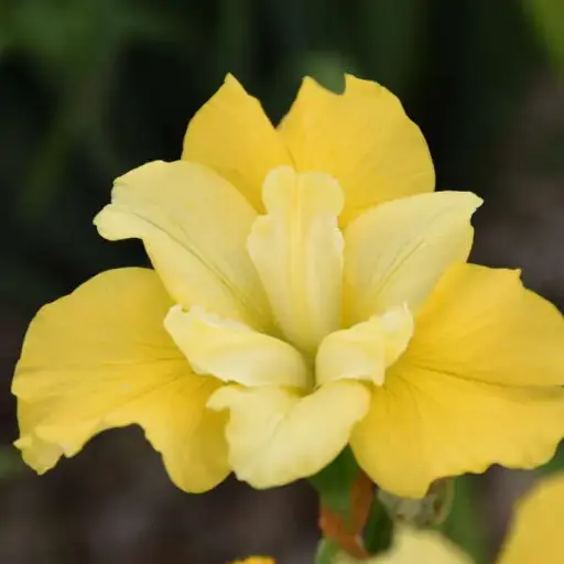 [7841601] Iris Siberian Sunfisher