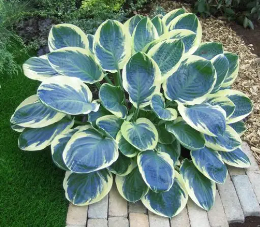 [7842601] Hosta Orion's Belt