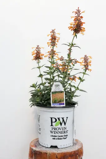 [7848601] Hyssop Queen Nectarine