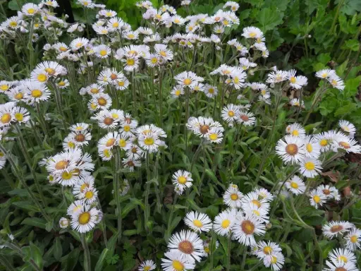 [7855601] Erigeron Lynnhaven Carpet