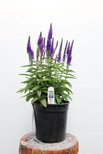 [7863601] Speedwell Moody Blues Dark Blue