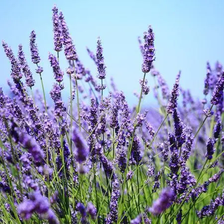 [7868601] Lavender Big Time Blue