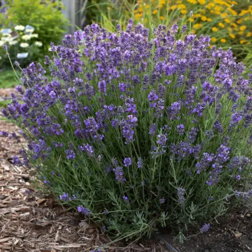 [7870601] Lavender English Hidcote