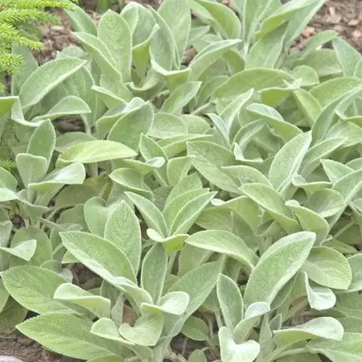 Lamb's Ear Helene von Stein