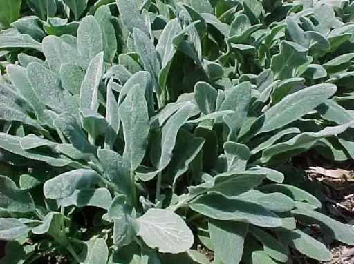 [7876601] Lamb's Ear Silver Carpet