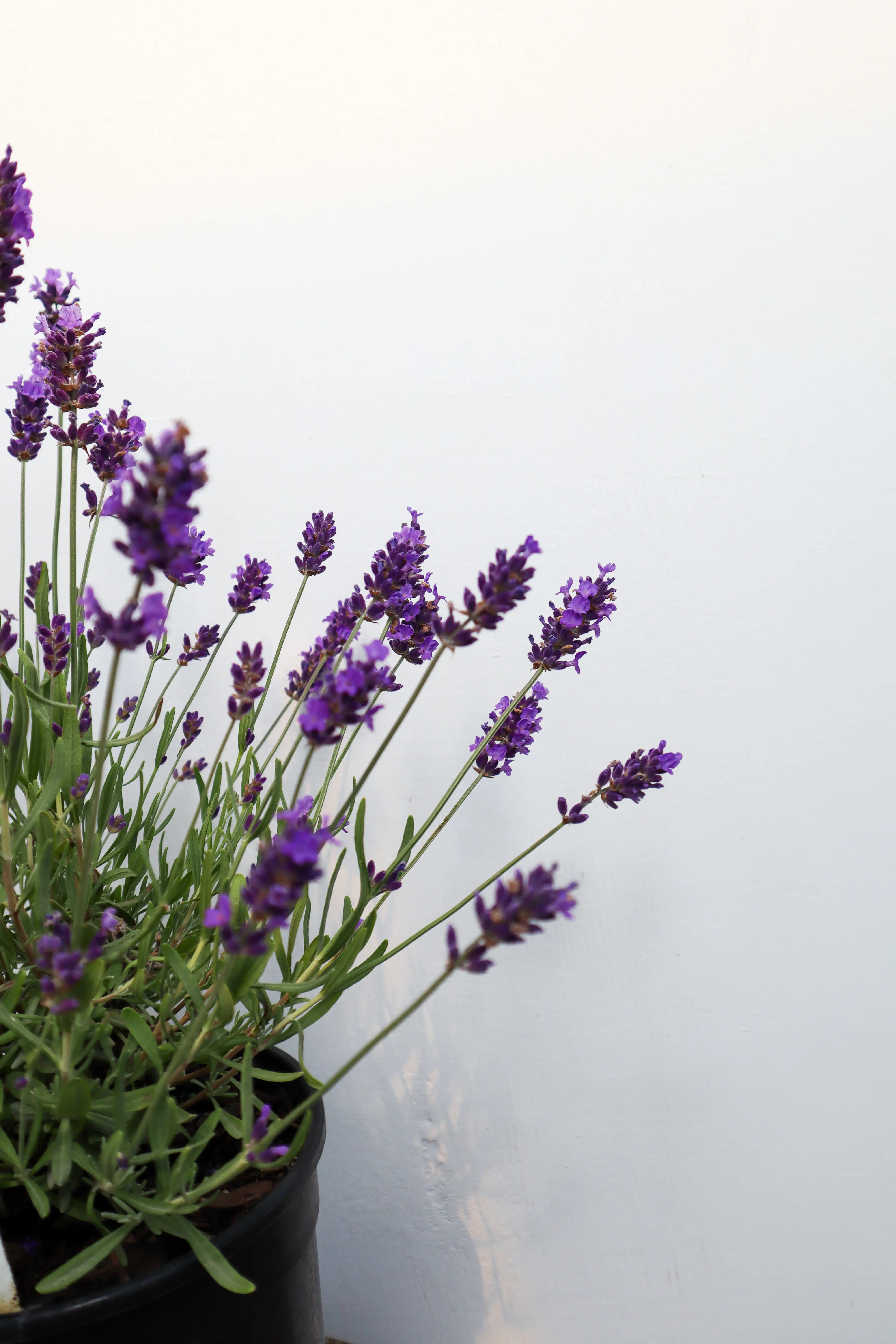 lavender様 image_1920?unique=388e89f
