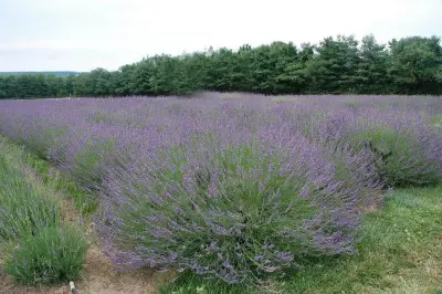 [7882601] Lavender Phenomenal