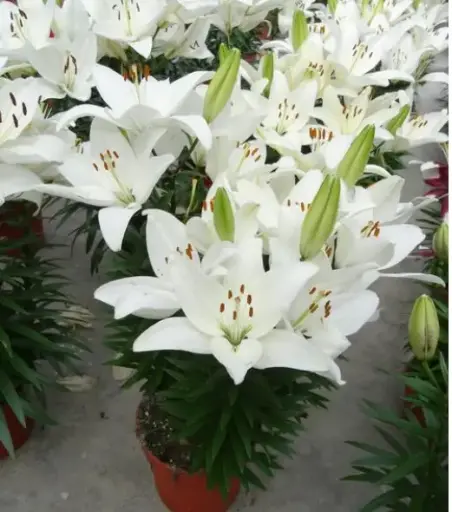 [7899601] Lily Asiatic Tiny Crystal