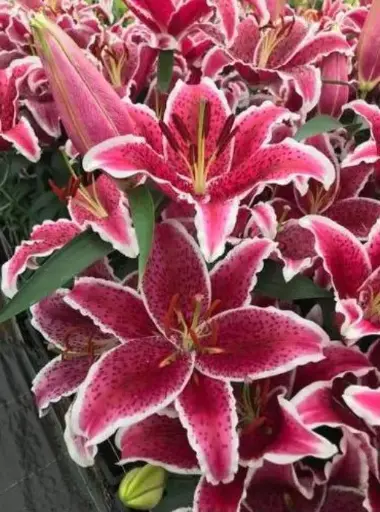 [7903601] Lily Starfighter