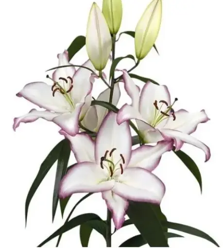 [7904601] Lily The Edge