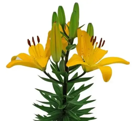 [7909601] Lily Asiatic Golden Matrix