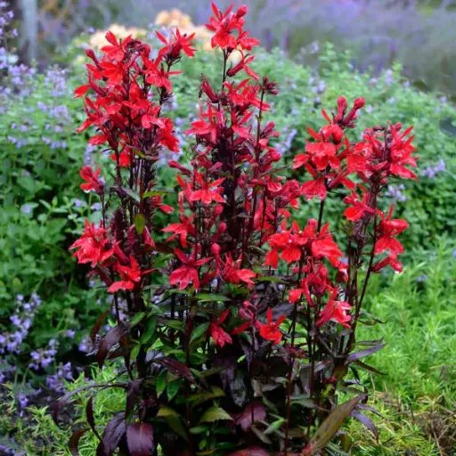 [7914601] Lobelia Cardinal Flower Vulcan Red