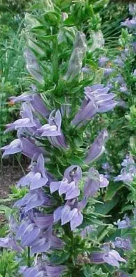 [7915601] Lobelia Blue - Native