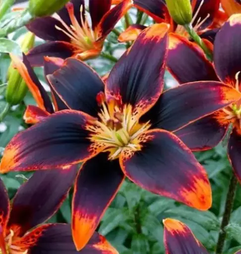 [7918601] Lily Forever Susan