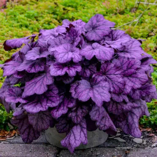 [7922601] Coral Bells Wild Rose