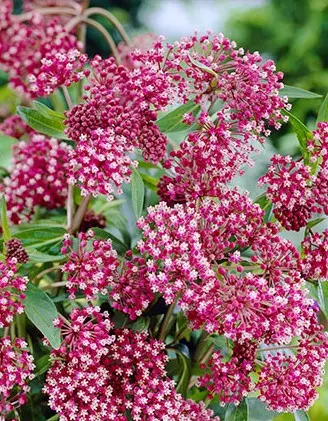 [7940601] Milkweed Soulmate