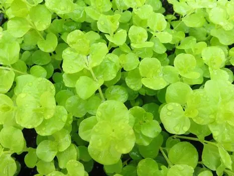 [7956601] Lysimachia Goldi