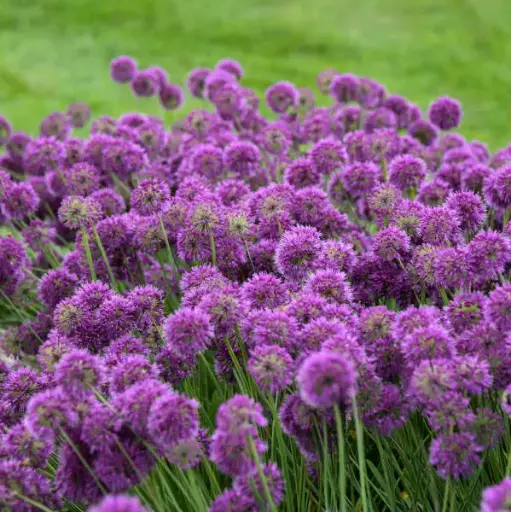 [7992601] Ornamental Onion Lavender Bubbles
