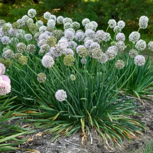 [7996601] Ornamental Onion Bobblehead