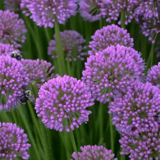 [7999601] Ornamental Onion Millenium