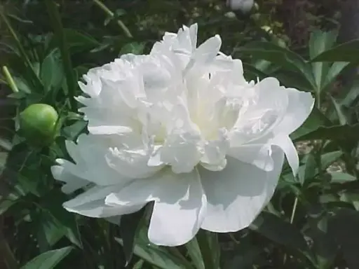 [8007602] Peony Duchess De Nemours