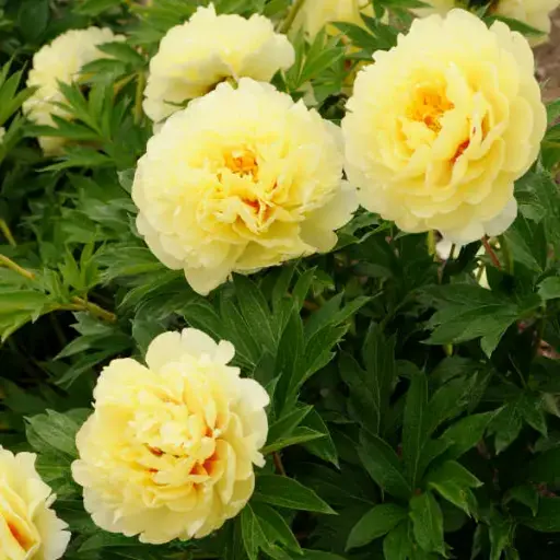 Peony Itoh Bartzella